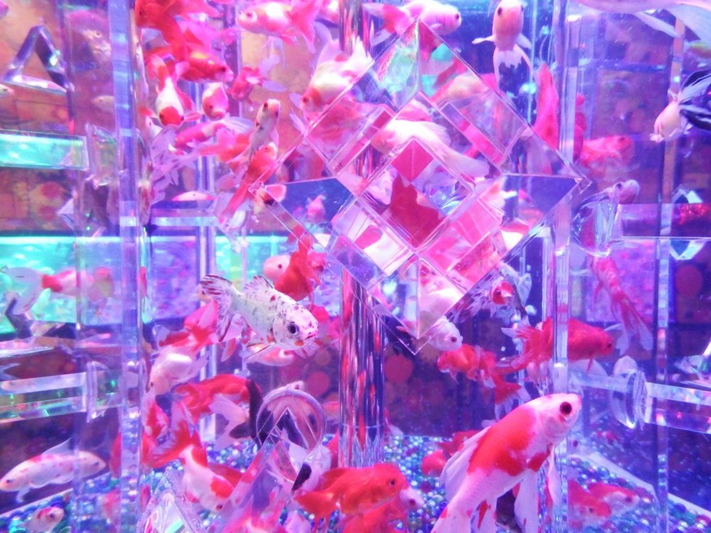 🐠 아트 아쿠아리움 미술관 GINZA (아토 아쿠아리우무 비주쓰칸 긴자) 이미지 7